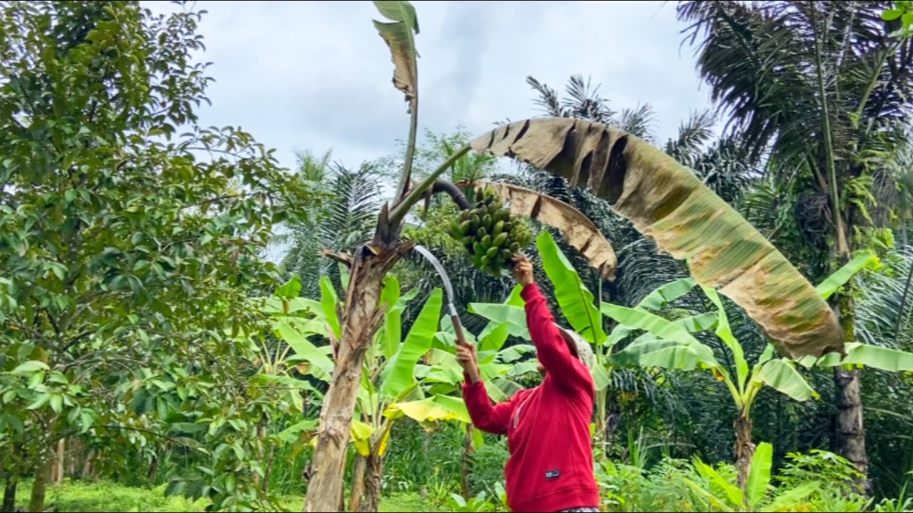 VIDEO 8 JAM DI KEBON…MERAWAT DAN PANEN DUA TANDAN PISANG DADA⁉️🤭