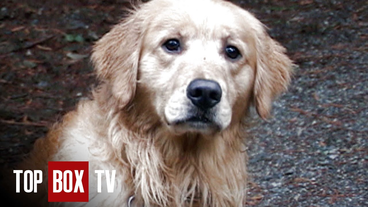 Golden Retriever Pulls Body From River - Animal Miracles 106 - Poudre's Catch of the Day