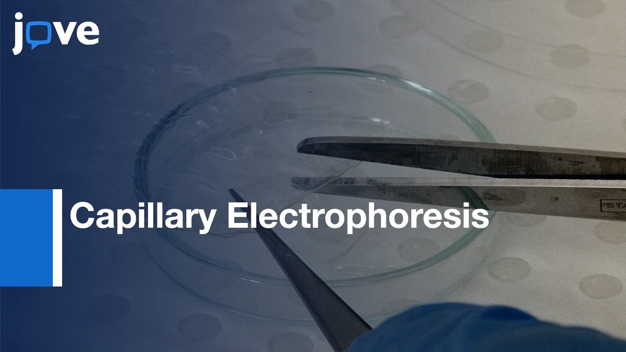 Capillary Electrophoresis To Monitor Peptide Grafting Onto Chitosan Films l Protocol Preview