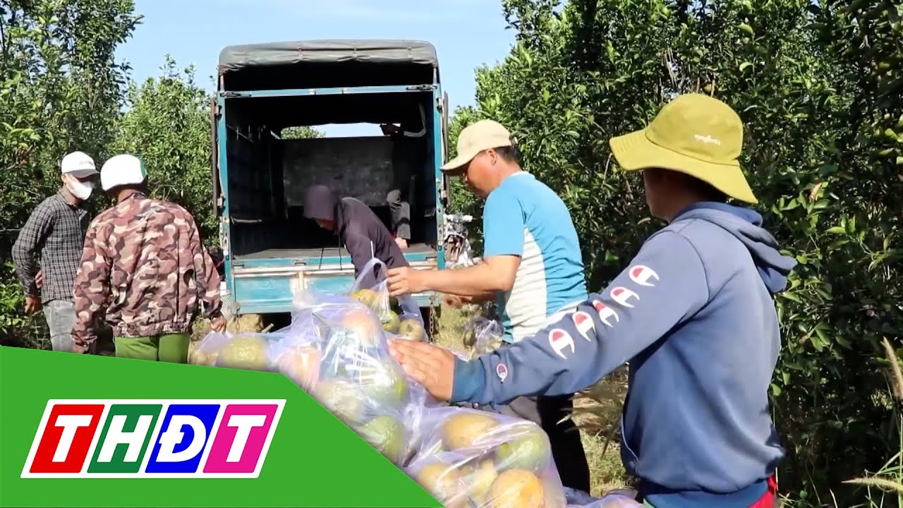 Nhà vườn Đắk Lắk tất bật vào vụ hoa, trái phục vụ Tết | THDT