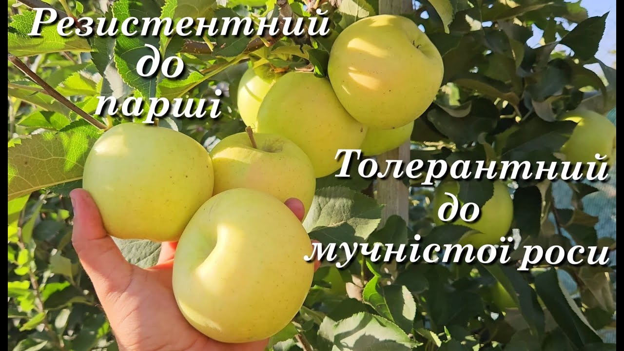 Яблуня Оріон