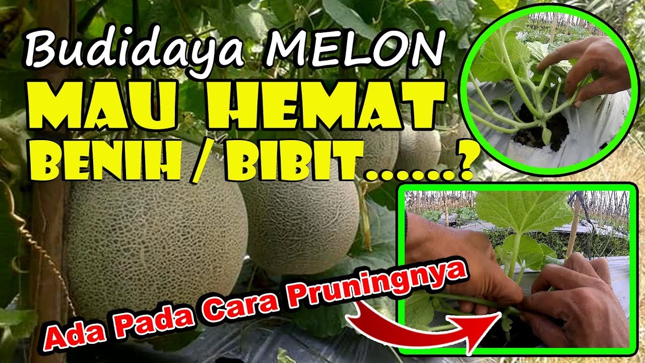 PRUNING MELON # Menghemat Benih/Bibit Sampai 50% #67