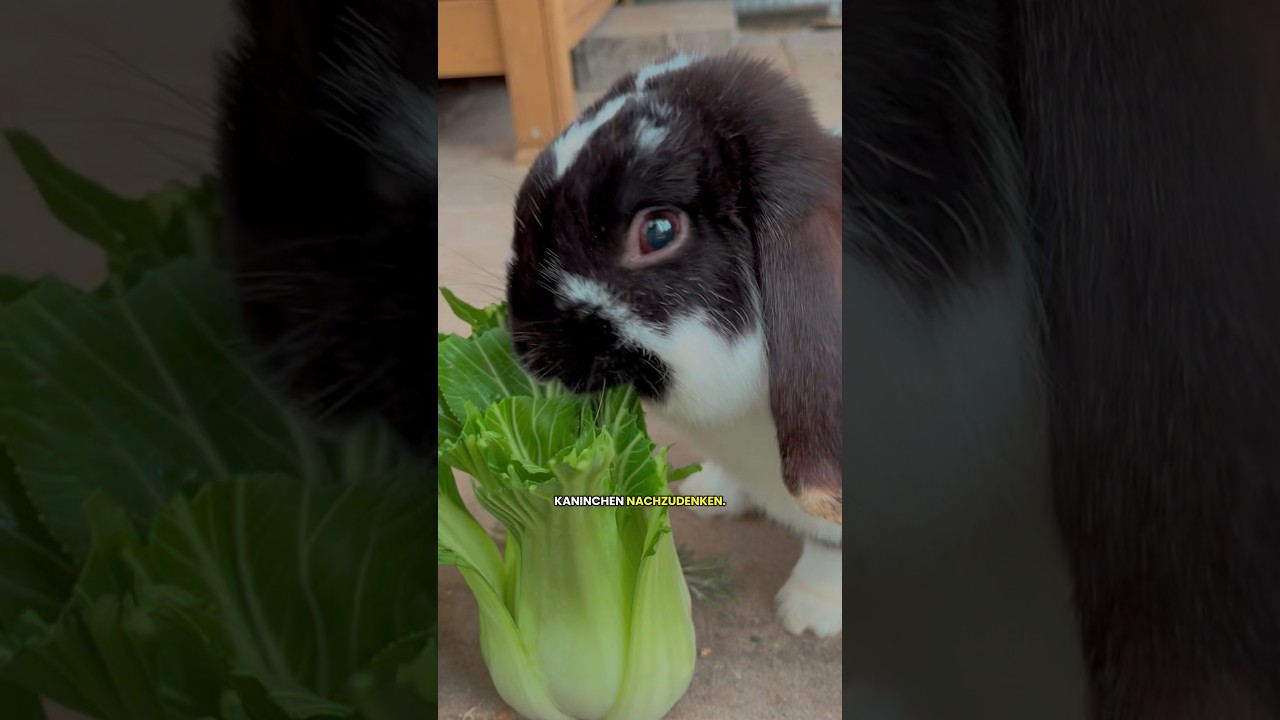 Was tun wenn Partnertier stirbt? #kaninchen #kaninchenhaltung #kaninchenliebe #tiere #haustiere