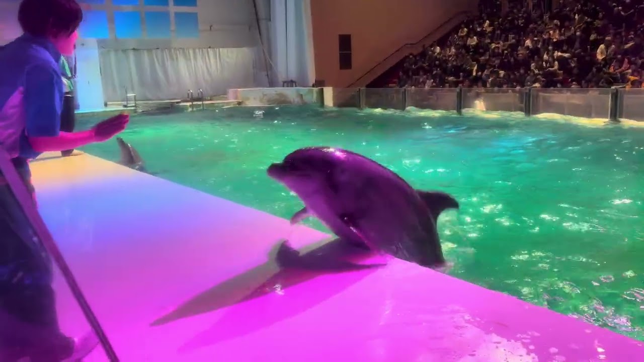 浅虫水族館　イルカショースタート舞台裏からピッピのヘディングシュートまで　asamushi aomori japan