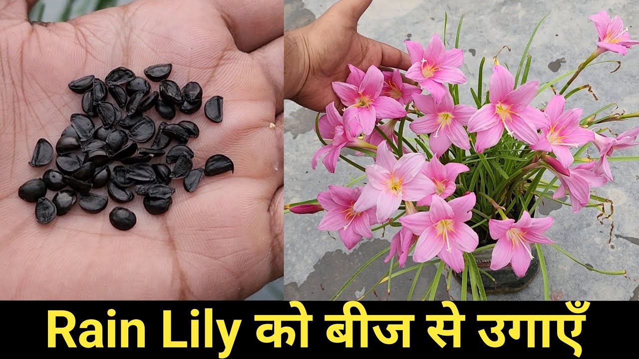 Rain lily को बीज से उगाएँ/Rain lily grow from seeds