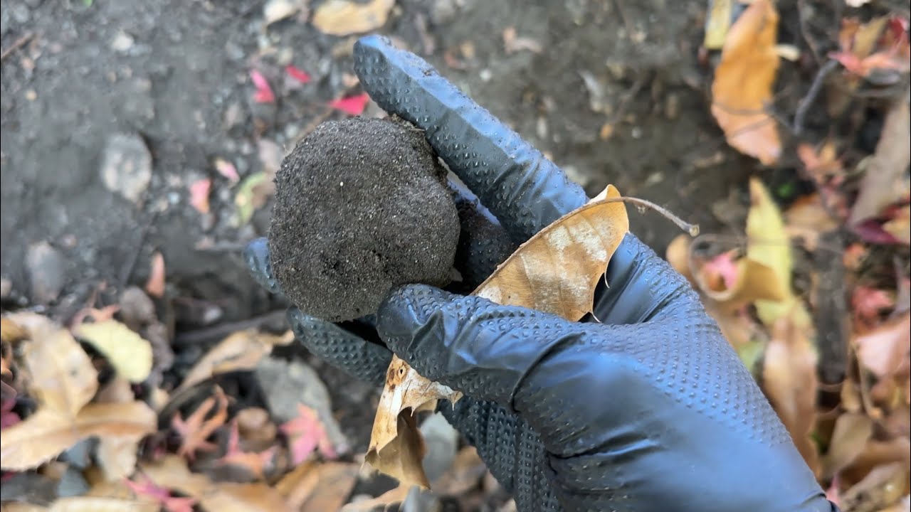 名人ときのこ狩り　トリュフの初採取と試食