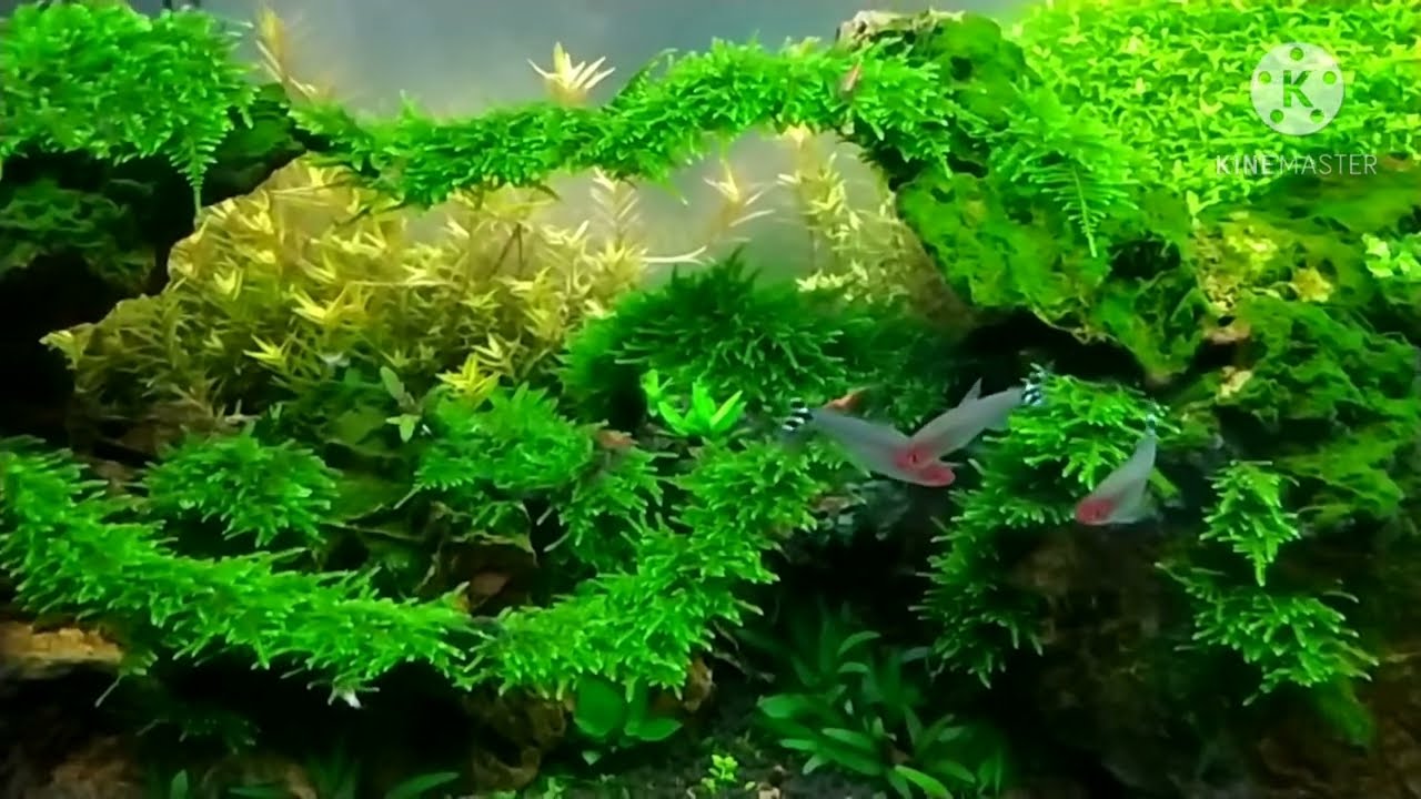 peacock moss aquarium