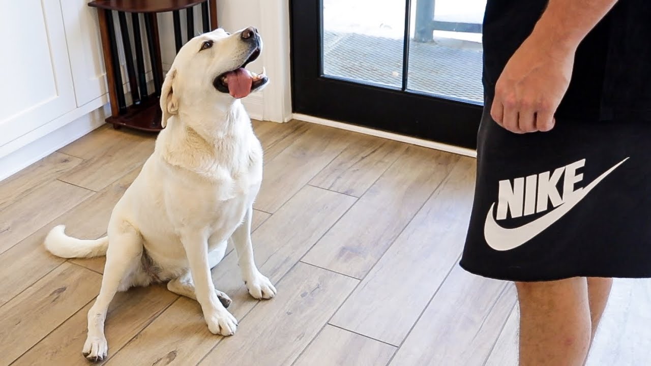 How Long Will My Dogs Sit & Stay? | Labrador Challenge