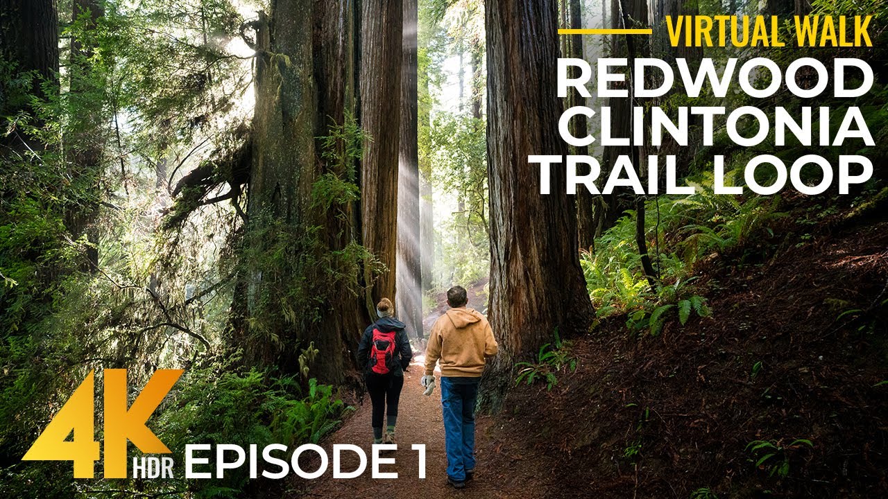 4K Redwood Forest Hike – Clintonia Trail, Part 1 | Relaxing Walk Among California's Giant Trees