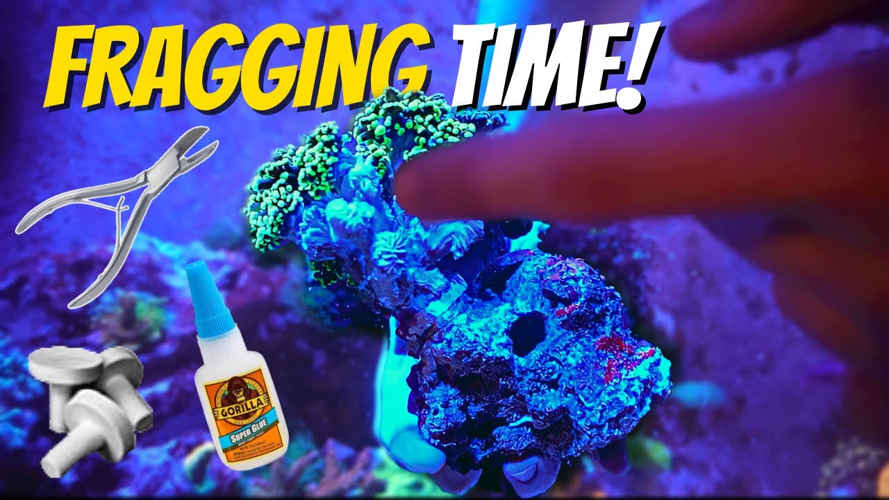 HOW I Frag Coral in MY 150G SALTWATER AQUARIUM!!!! (Beginner&rsquo;s Guide)