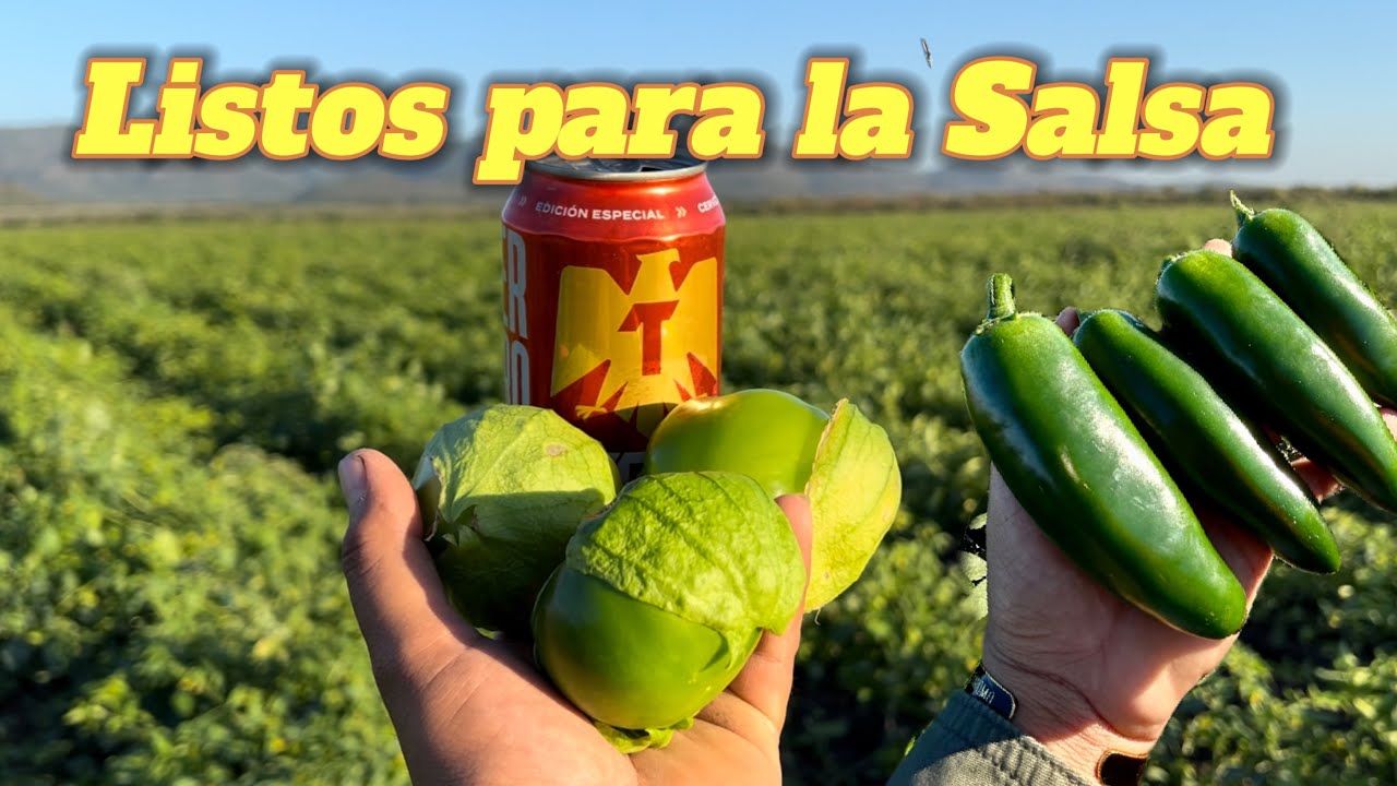 Producción de Chile Jalapeño y Tomatillo . AgroSin