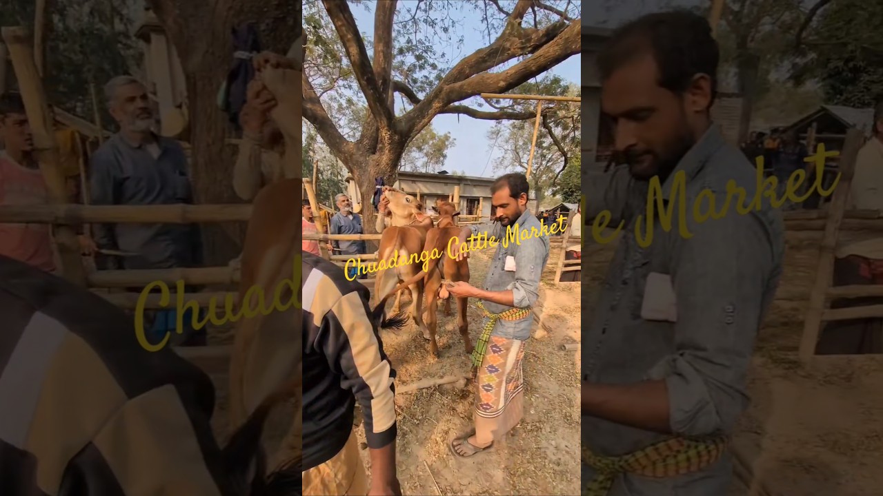 ১লক্ষ ৮৮ হাজার টাকা একজোড়া বাছুর গরু 