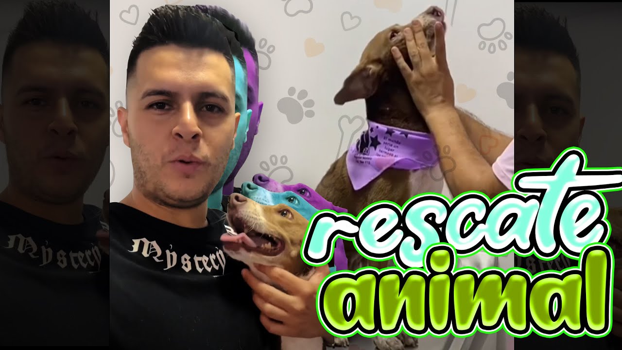 ☀RESCATE ANIMAL 😱 MIRA LO QUE PAS&Oacute; EN LA OPERACION DE MI MASC&Oacute;TA  - LA MIRLA🔥 cuidado de mascotas