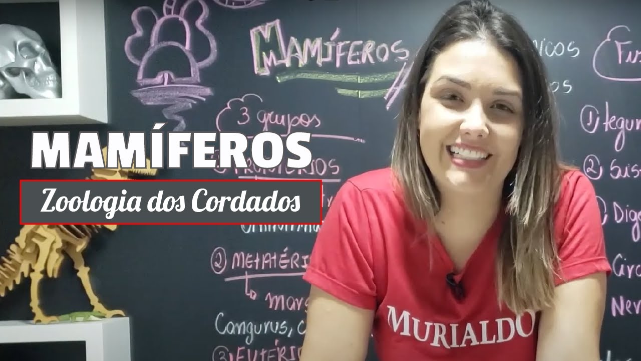 Zoologia dos Cordados | Mamíferos 🐵📚