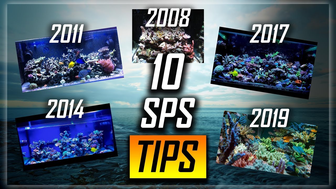 10 LONG-TERM SPS SUCCESS Tips