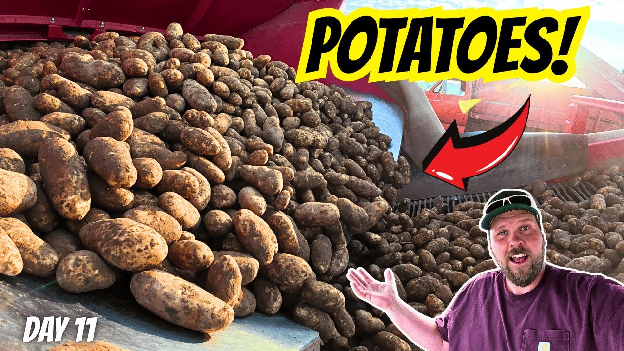 Этот картофель ИДЕАЛЬНЫЙ!