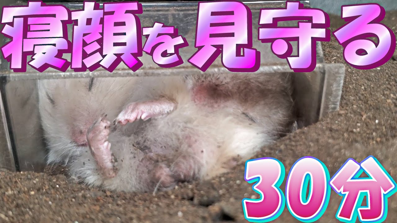 【作業用BGM】兄弟2匹でぎゅうぎゅうで寝ている様子はこちら【自然音/長毛ハムスター/土飼育/飼い方/かわいい/ペット/小動物/Keeping hamsters in the soil】