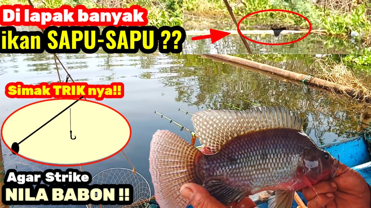 SIMAK & COBALAH! Cara menghindari ikan sapu2 agar nila babon nya pada naik || MANCING CIRATA TERBARU