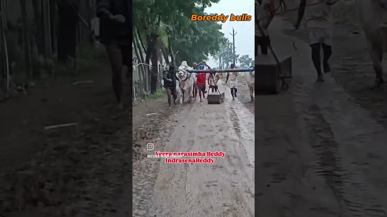 BOREDDY BULLS #boreddy KESAVAREDDY