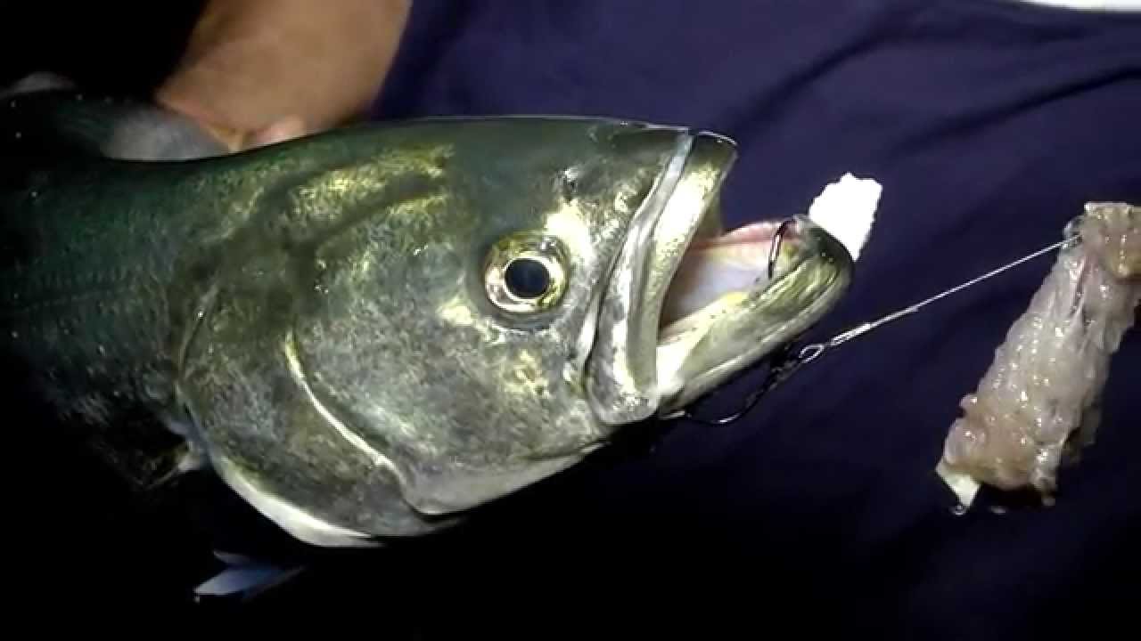 Colmic  - Serra a surfcasting