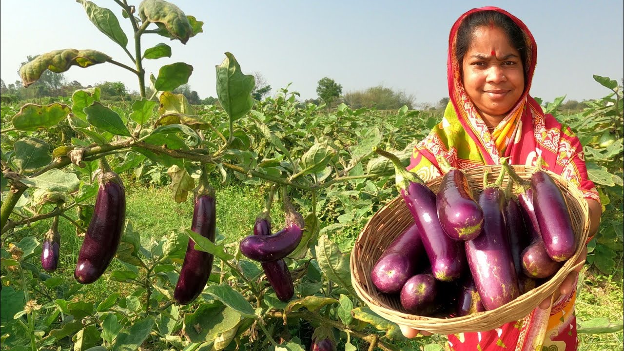 মাঠের টাটকা লুড়কি বেগুন দিয়ে অনেক দিন পর গরম গরম বেগুনি খাওয়া দাওয়া | Beguni Recipe Bengali 
