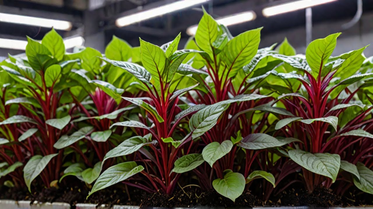 Red Amaranth Hydroponics: Secrets to Massive Growth || Hydroponic Farming in Telugu || Hydroponics