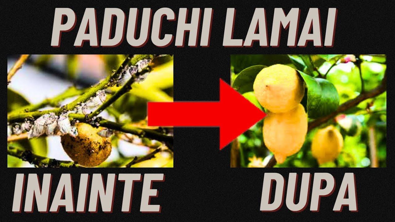 Care e soluția 100% eficienta și naturala pentru PADUCHII LAMAIULUI !!!