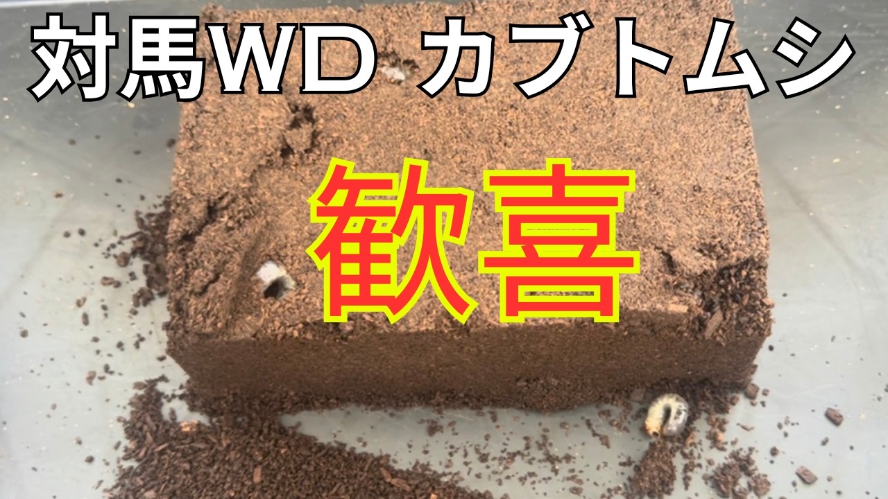 【対馬カブトムシ】WD個体の秋産卵 | 幼虫いないと思っていたのにまさかの展開！
