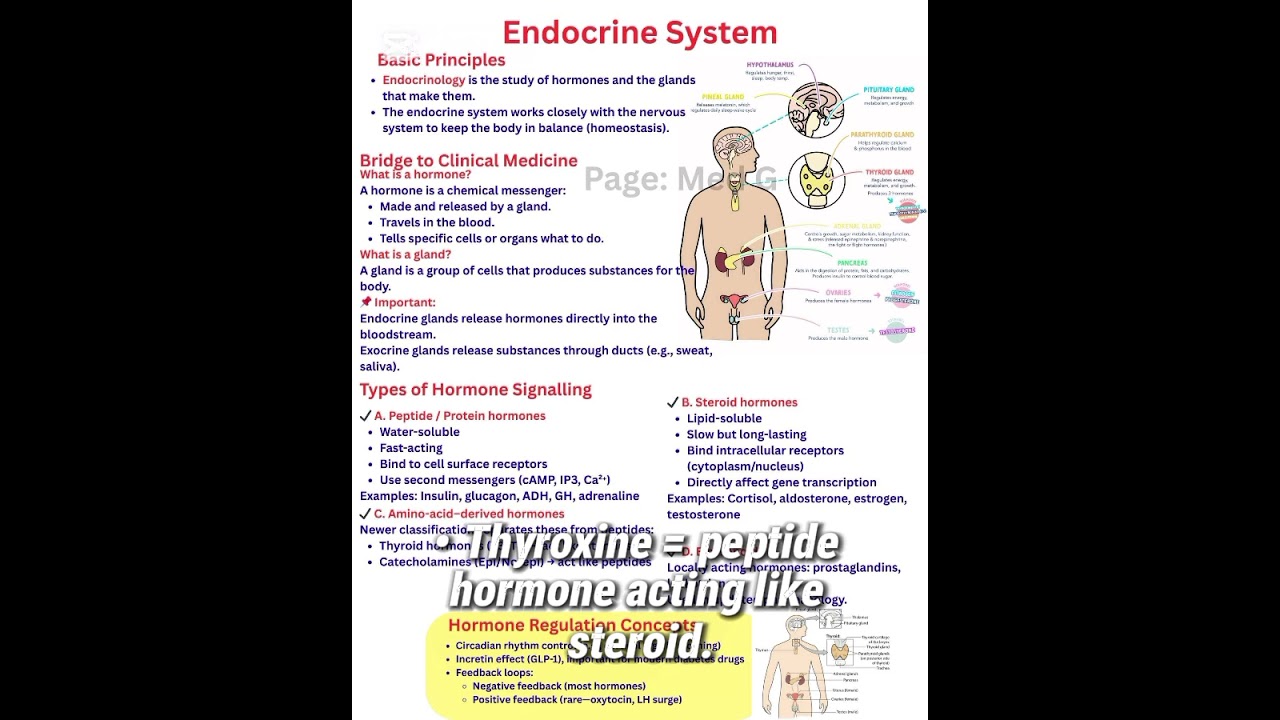 quick summary of the Endocrine system 