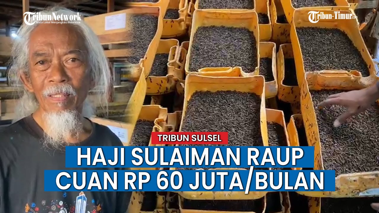 Tangkap Peluang Bisnis, Haji Sulaiman Mulai Budidaya Maggot di Makassar
