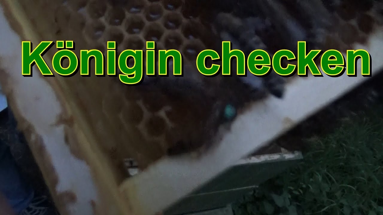 Königin checken