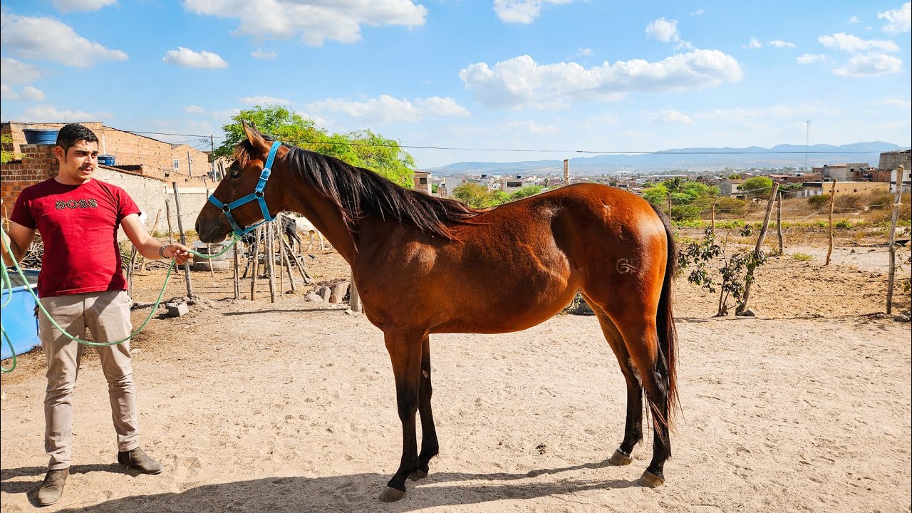 POTROS TODOS PURO PARA VAQUEJADA À VENDA COM O MEU PARCEIRO PAULO, A PARTIR DE R$3,000🐴