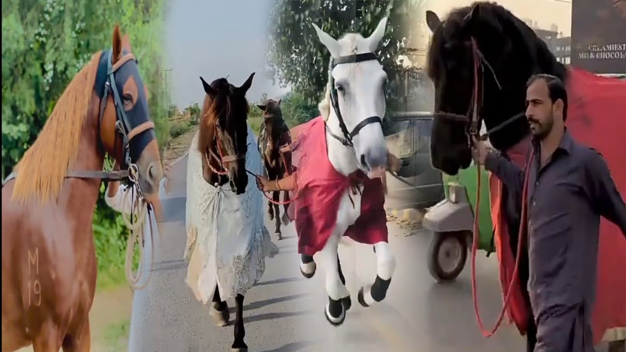 7 Shobih E Zuljanah Pak | Horse Of Imam Hussein AS | Zuljanah Pak #zuljanah