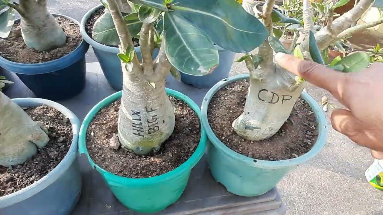 Arabicum Adenium की Different Variety/AllaboutArabicumAdenium#viralvideo#ytvideo#my#desertrose#plant
