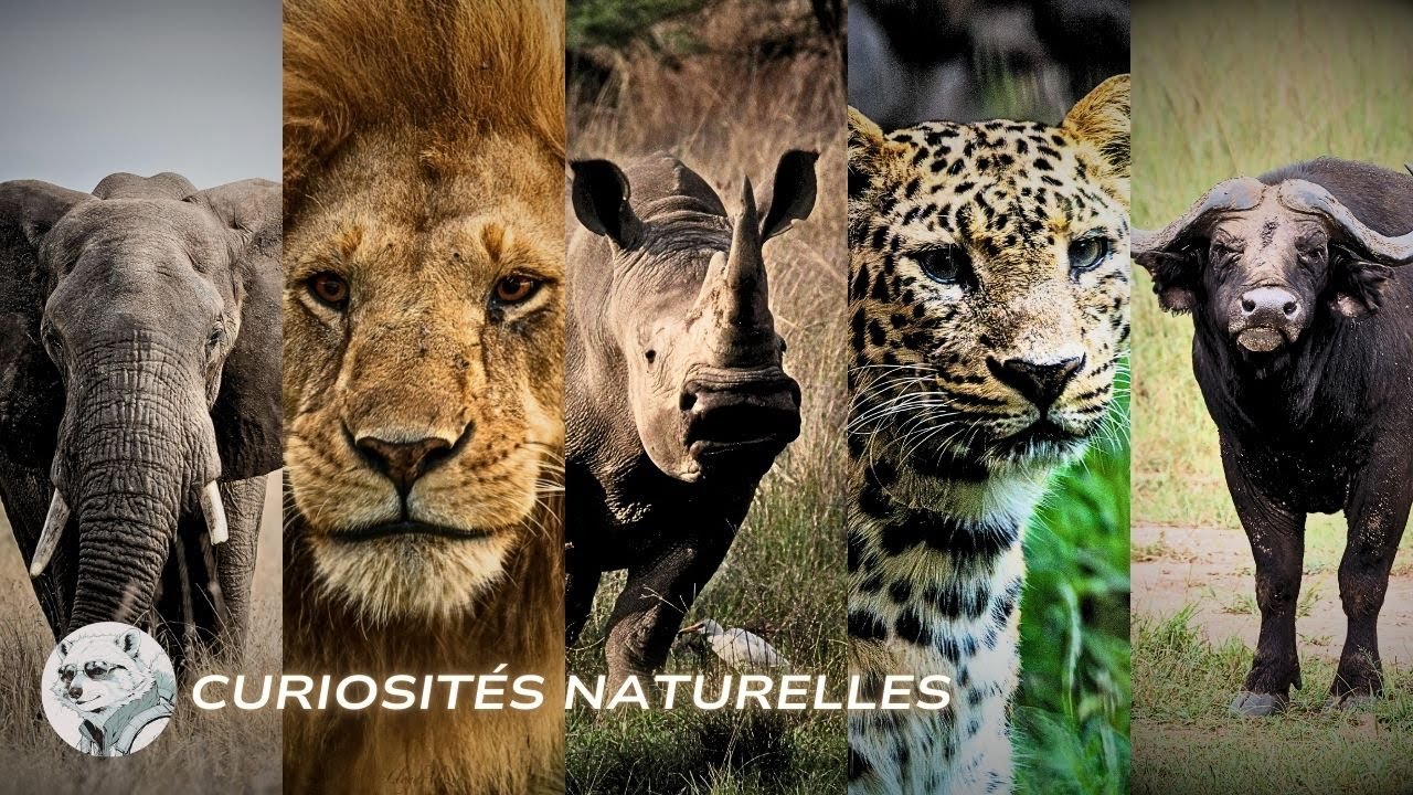Curiosités incroyables sur le Big Five