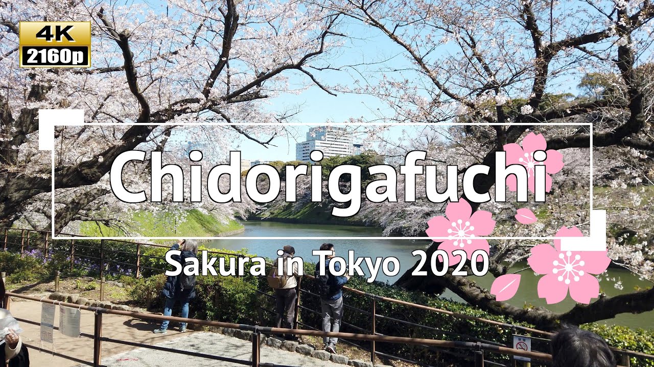 [4K] Japan - Sakura (Cherry Blossoms) in Tokyo 2020: Chidorigafuchi