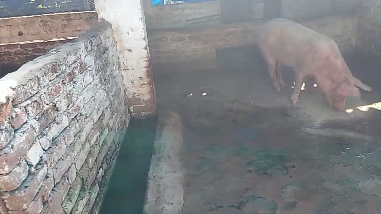 February 12, 2026 singh agro farm feed khate hue animal