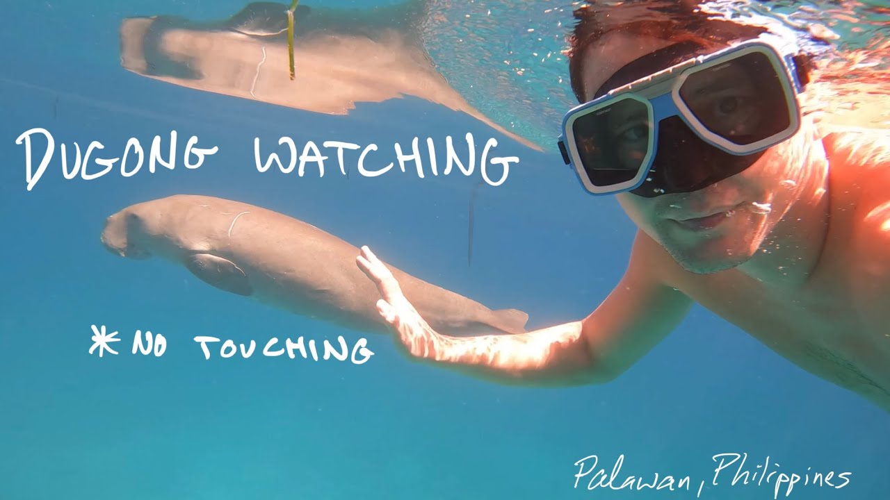 Dugong Watching in Palawan, Philippines with the Tagbanua Tribe