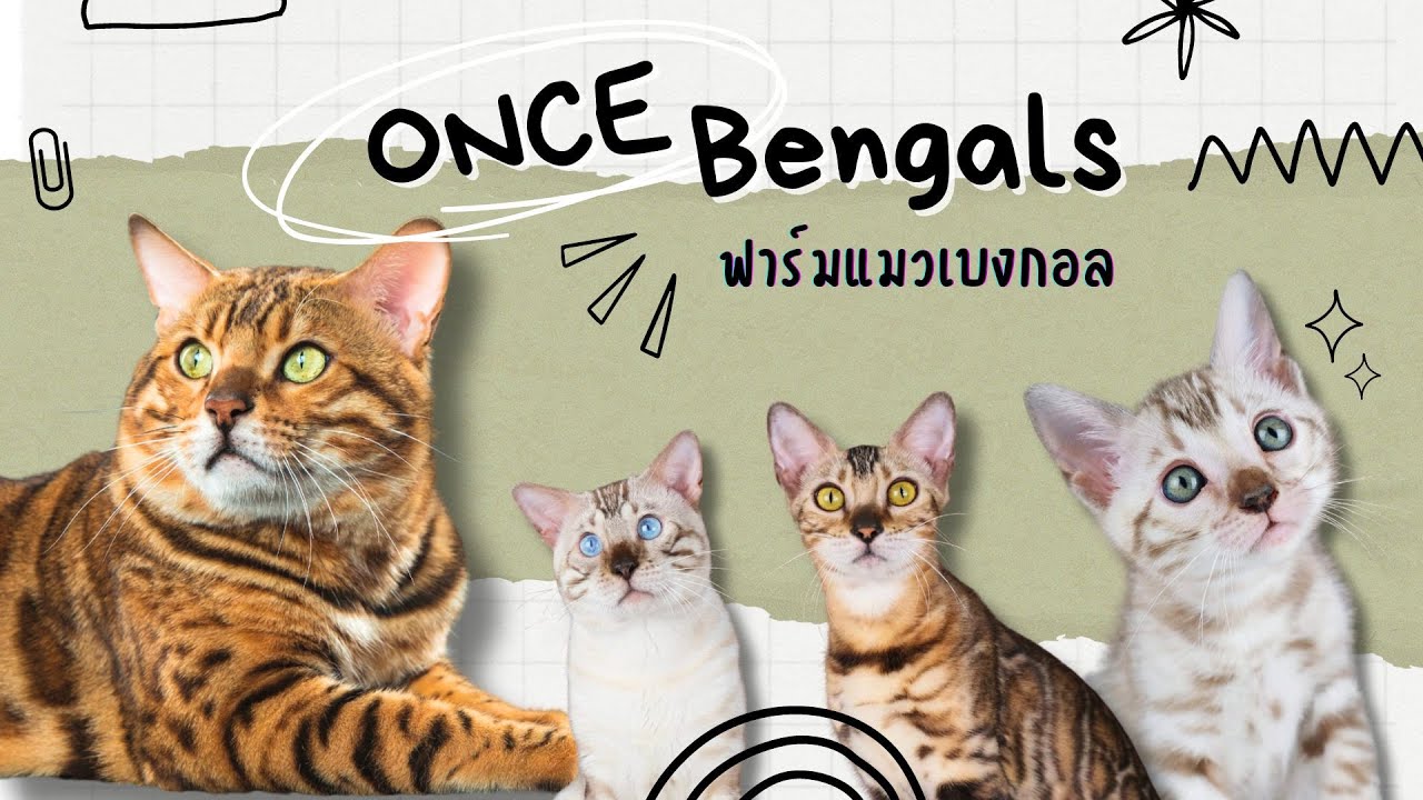 ฟาร์มแมวเบงกอล No.1