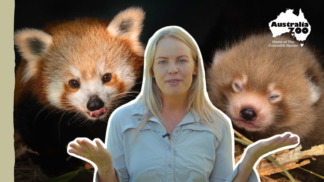 Our first ever red panda cubs! | Australia Zoo Life