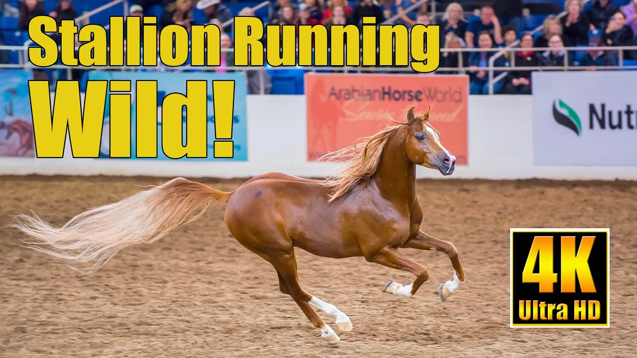 Scottsdale Arabian Horse Show Liberty Run 2022 Winning Stallion Bryzzo