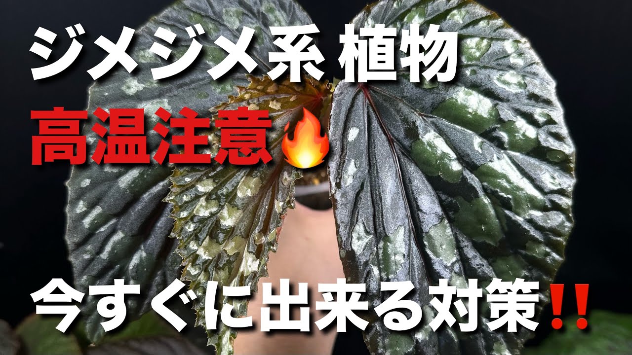 【高温注意⚠️】ジメジメ系植物の今すぐ出来る暑さ対策‼️