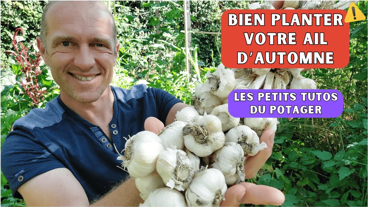 C'est LE moment pour planter votre ail d'automne ! [petit tuto potager]