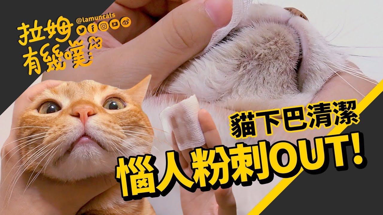 貓咪也有粉刺下巴！日常臉部清潔｜拉姆有幾噗 ♤