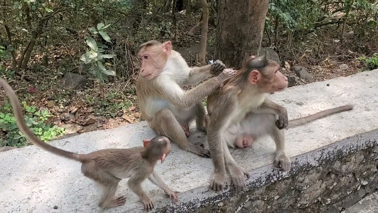 Mumbai: Rhesus macaques grooming
