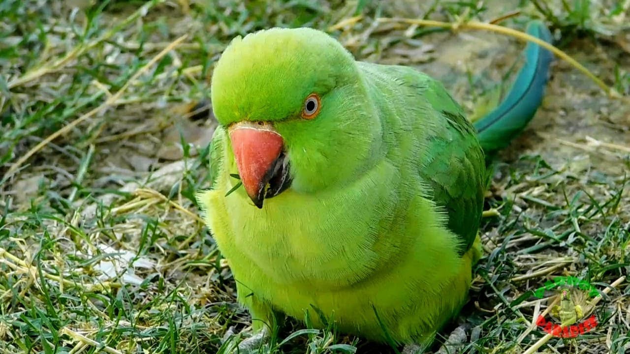 Female Indian Ringneck Parrot