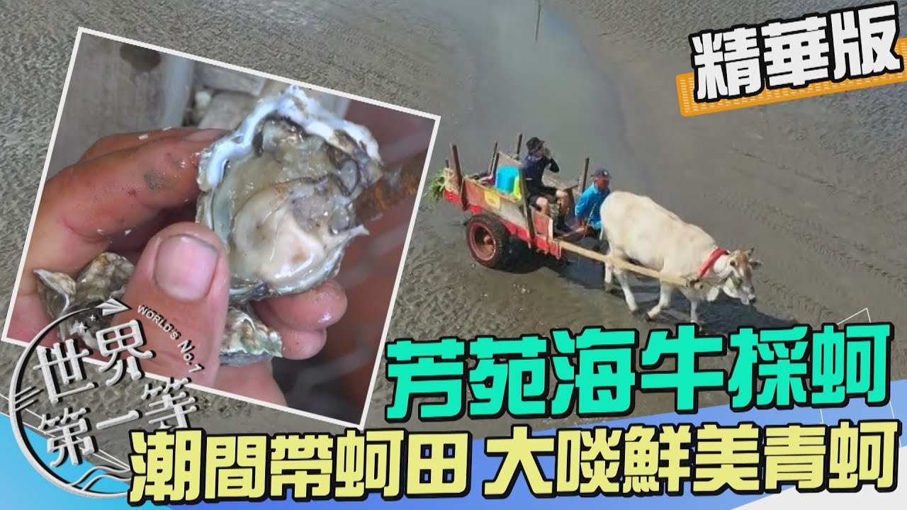 【彰化】潮間帶海牛採蚵 即將失傳的台灣特有漁法（王功漁港國宴海鮮小吃 蚵仔炸）｜《世界第一等》976集精華版