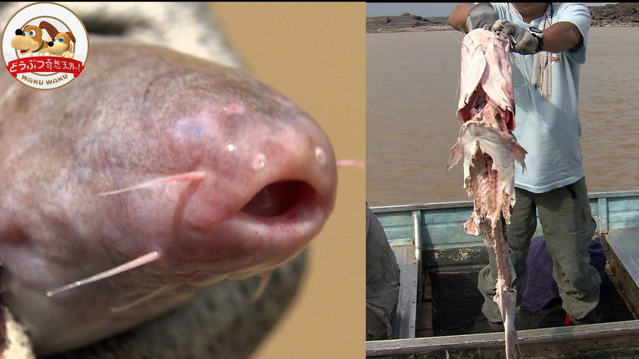 アマゾンの超危険生物！怪魚カンディルは川に落ちた人を骨だけにする【どうぶつ奇想天外／WAKUWAKU】