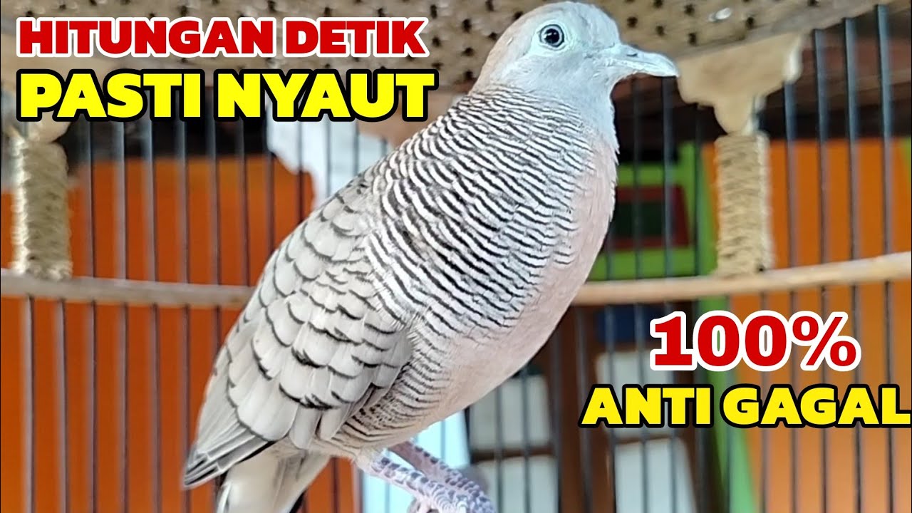 Perkutut lokal gacor HITUNGAN DETIK Pasti nyaut 100% ANTI GAGAL 