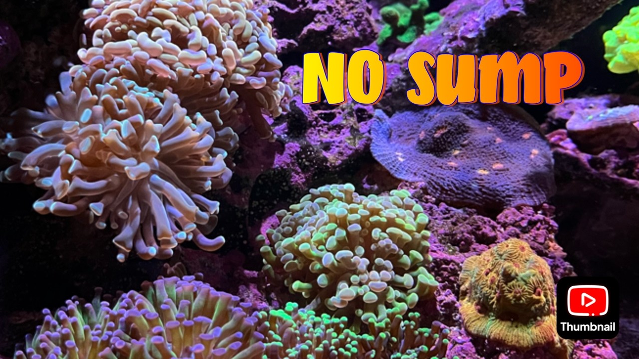 You Don’t Need a Sump — My 55-Gallon Mixed Reef Tank